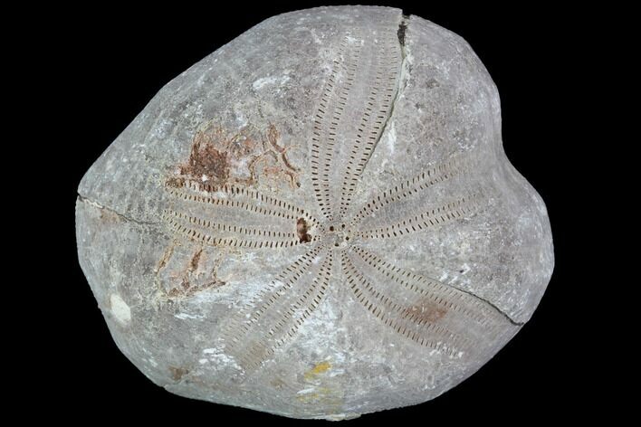 Toxaster Fossil Echinoid (Sea Urchin) - Agadir, Morocco #90633